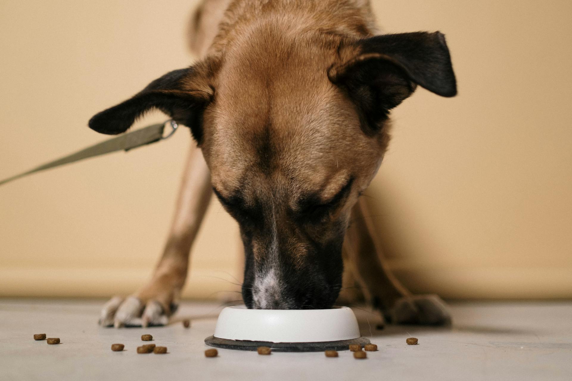 Que devrait manger votre chien ?