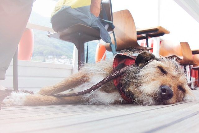 voyage avec son chien